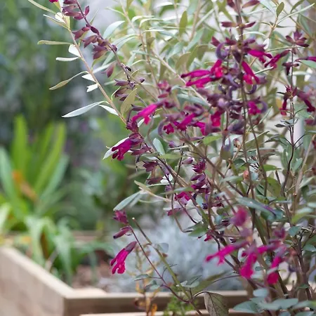 Le Pastel Jeanne D'arc Appartement